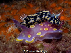 Hypselodoris infucata & Felimida luteorosea by Cumhur Gedikoglu 